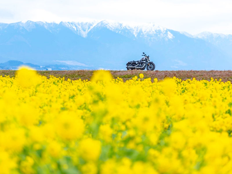 愛車まで黄色く染まりそう 黄色の絨毯 咲き乱れる菜の花畑を求めて バイク専用sns モトクル バイクブロス マガジンズ