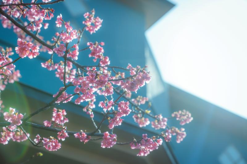 【伊豆河津町】全室オーシャンフロントの宿、河津温泉郷